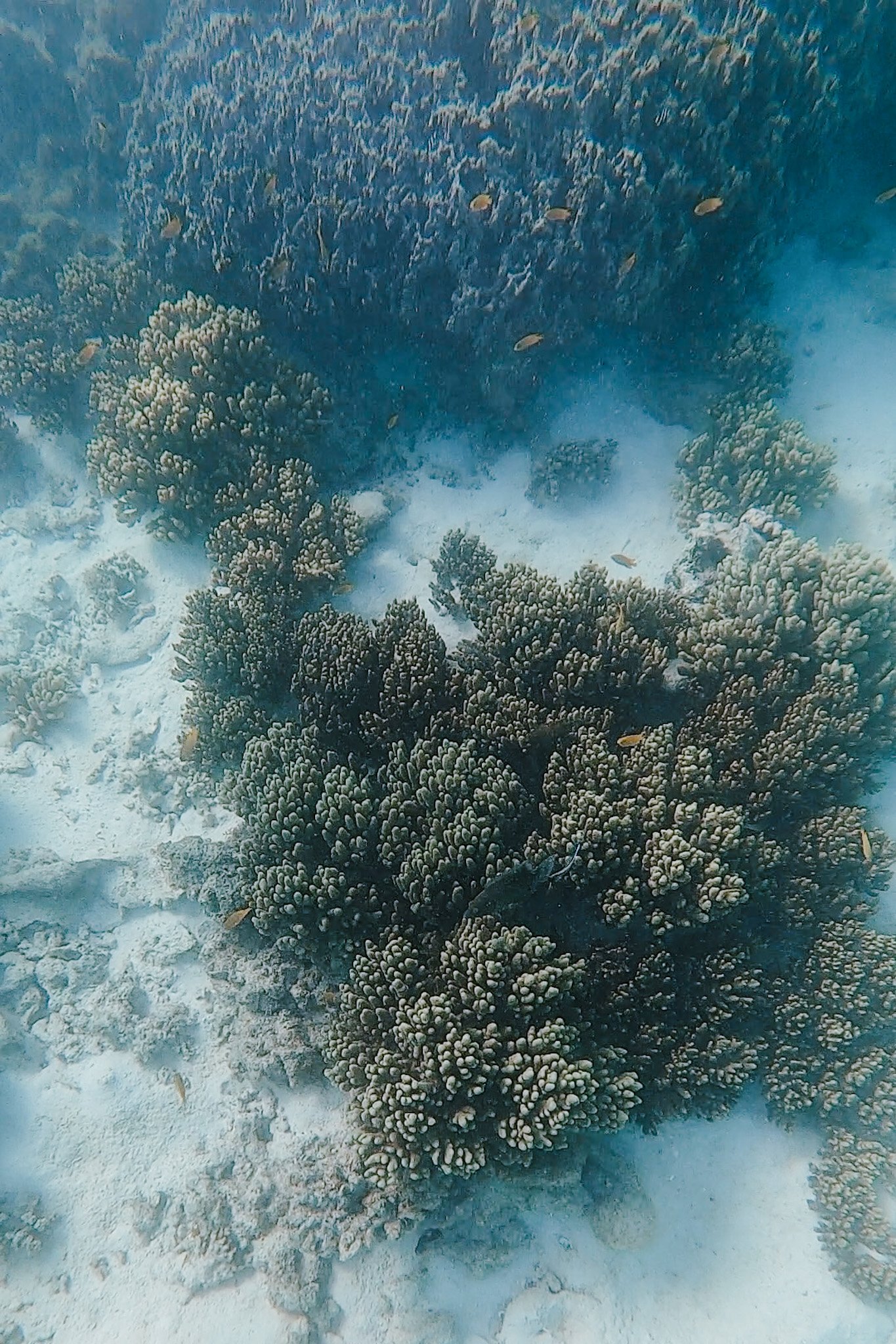 jana meerman turquoise bay exmouth australia (7)