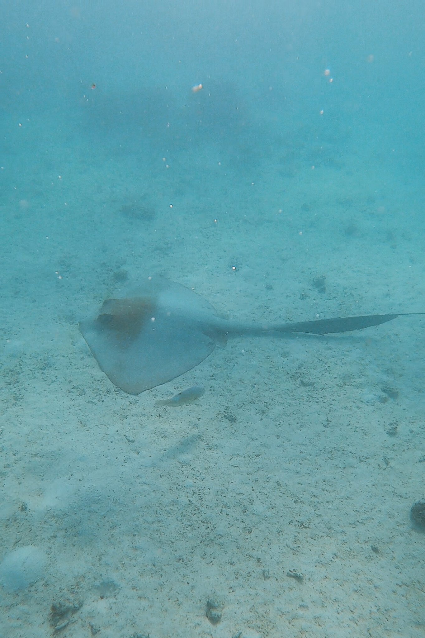 jana meerman turquoise bay exmouth australia (7)