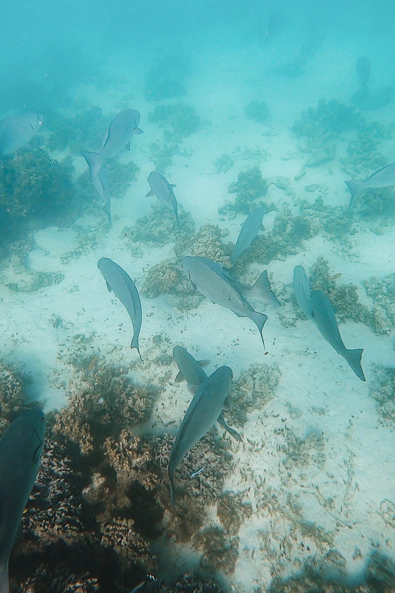 jana meerman turquoise bay exmouth australia (7)