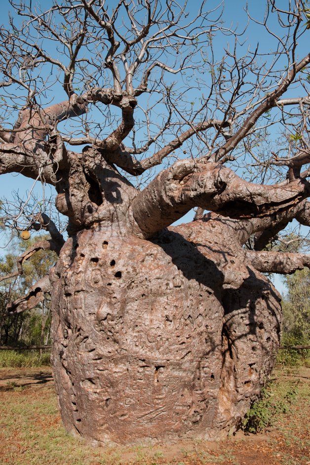 jana meerman boab prison tree derby australia1-2