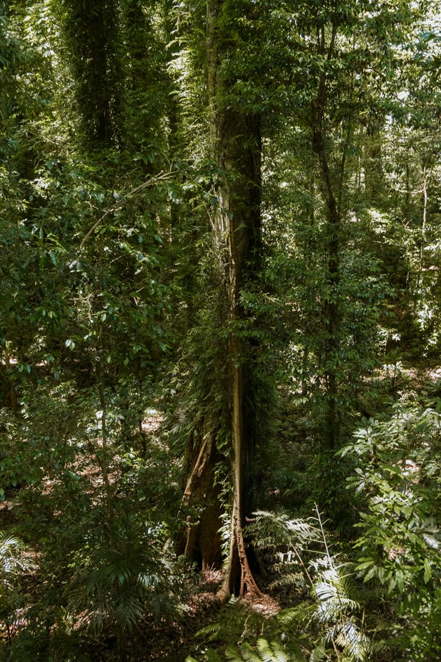 jana meerman dorrigo national park gondwana rainforest australia-9
