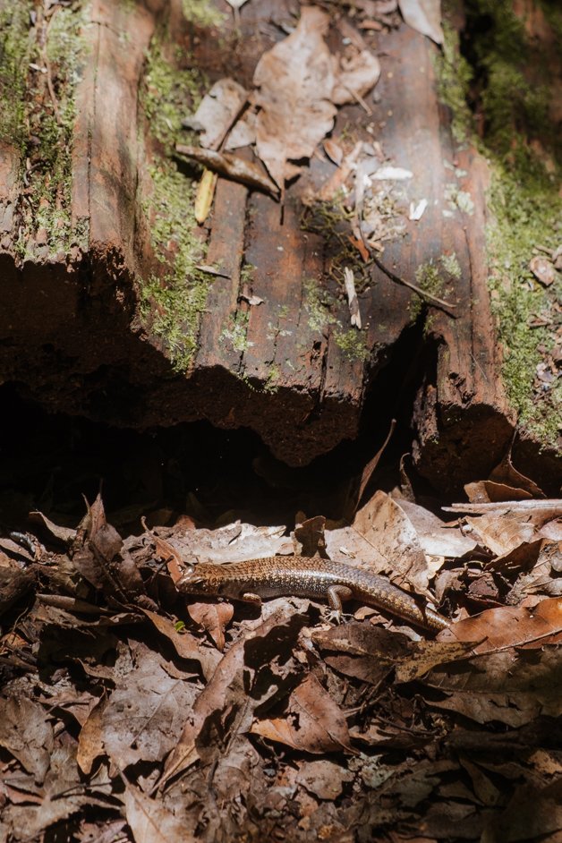 jana meerman dorrigo national park gondwana rainforest australia-9