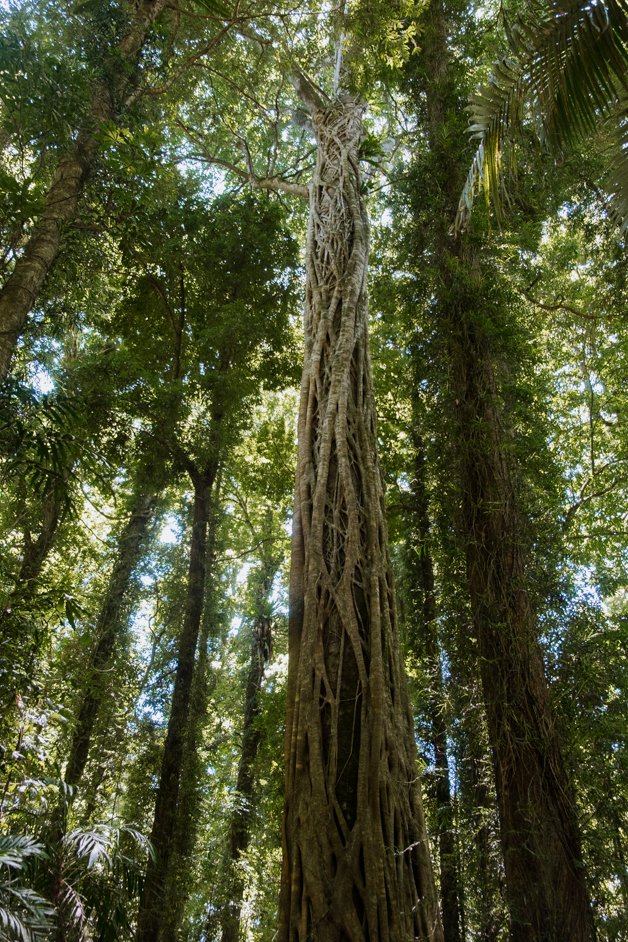 jana meerman dorrigo national park gondwana rainforest australia-17
