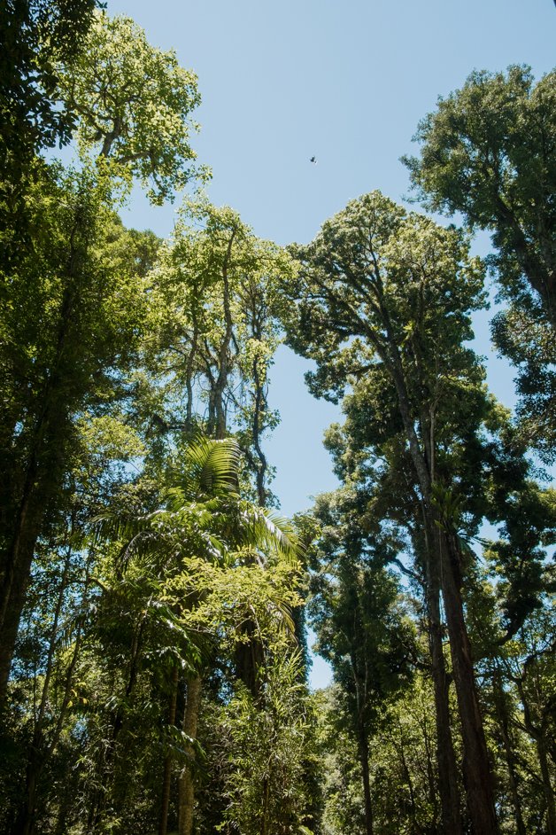 jana meerman dorrigo national park gondwana rainforest australia-17