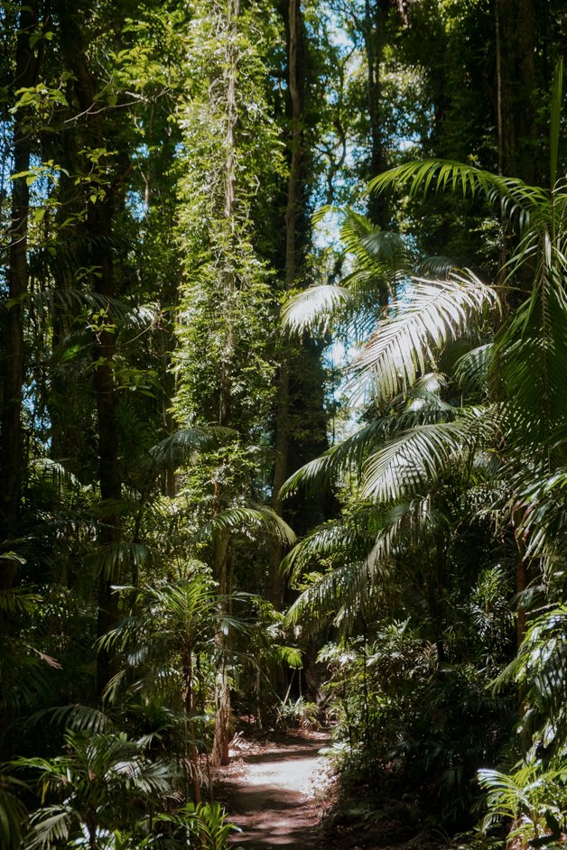 jana meerman dorrigo national park gondwana rainforest australia-17