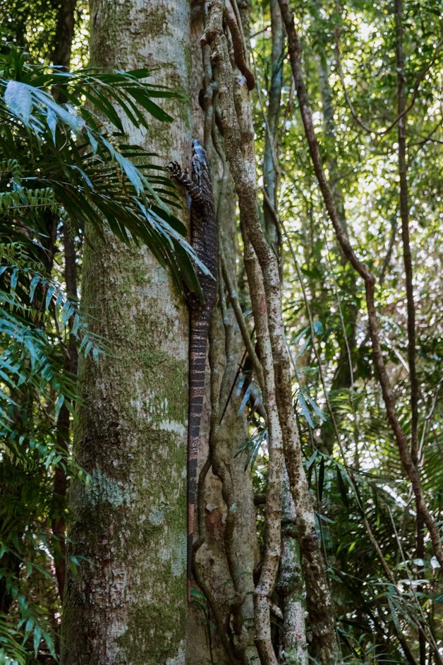 jana meerman dorrigo national park gondwana rainforest australia-17