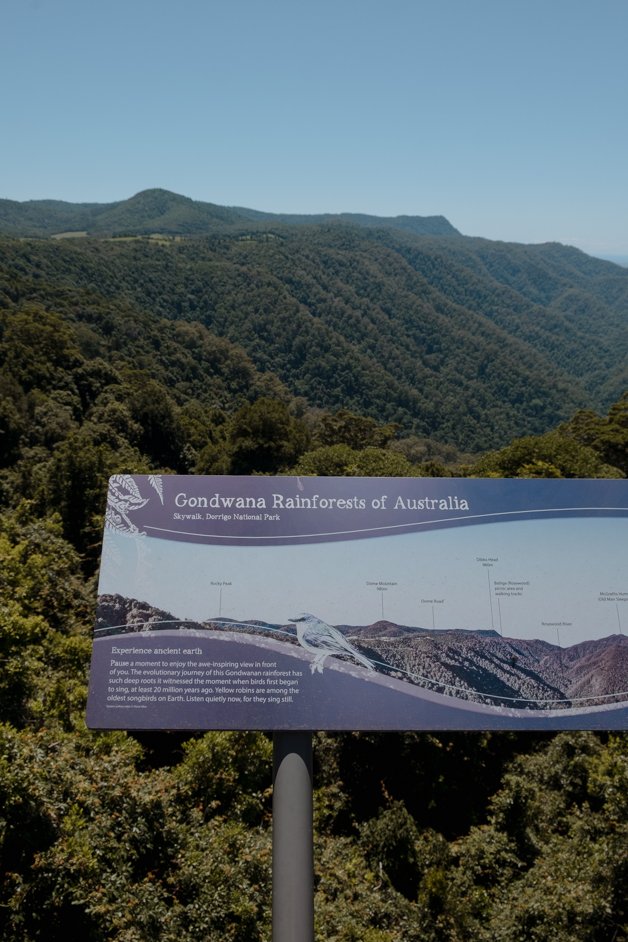 jana meerman dorrigo national park gondwana rainforest australia-5