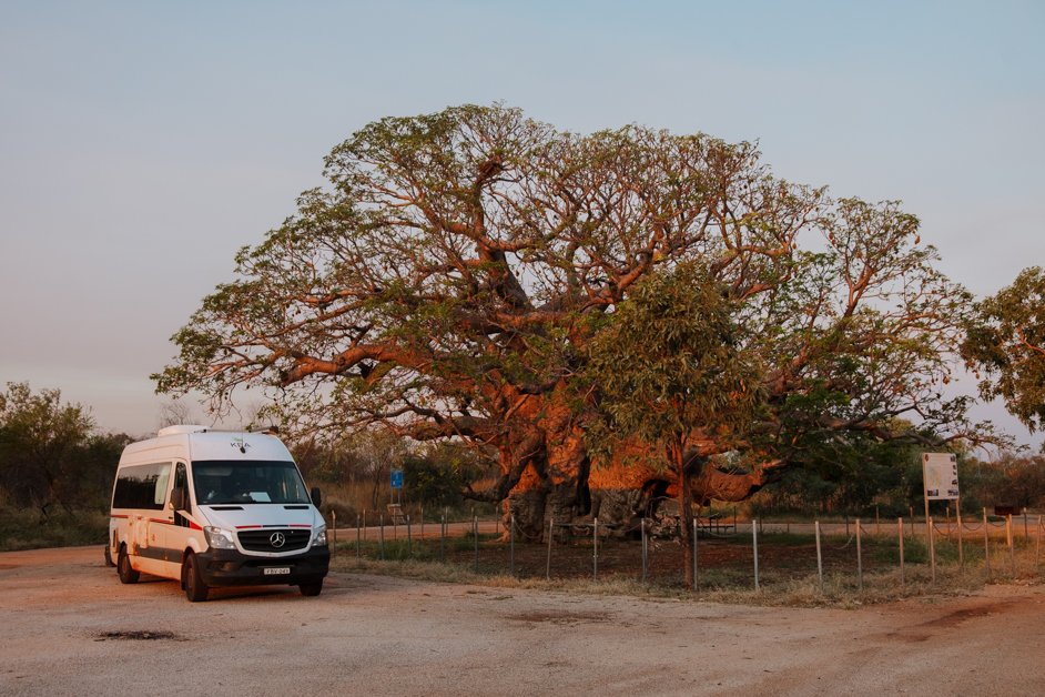 jana meerman giant boab tree australia-10