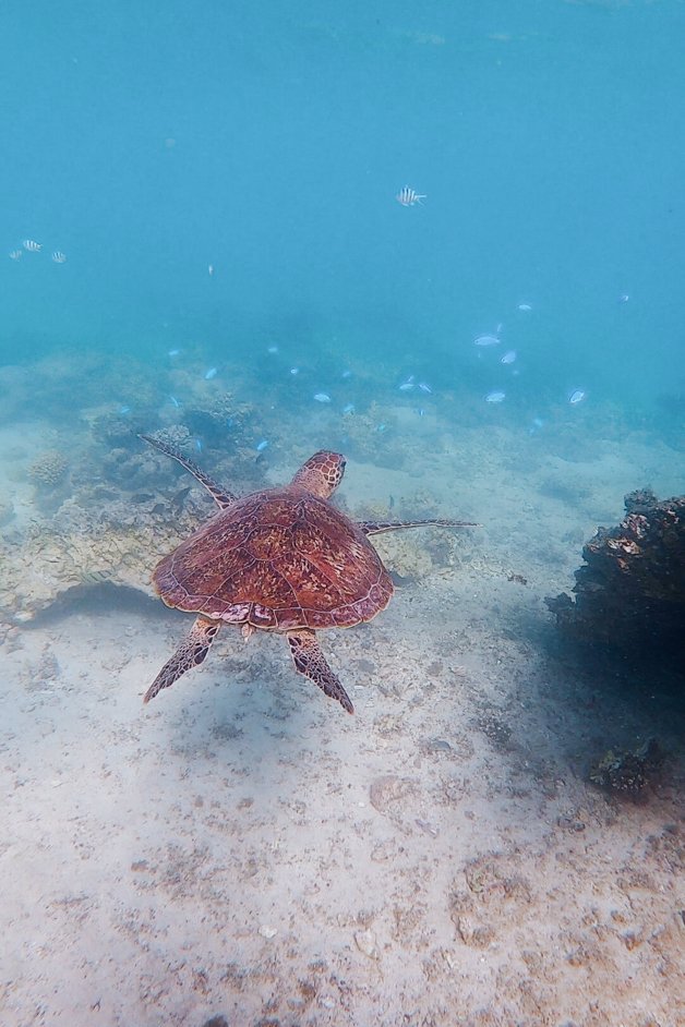 jana meerman oyster stacks snorkeling exmouth australia-01