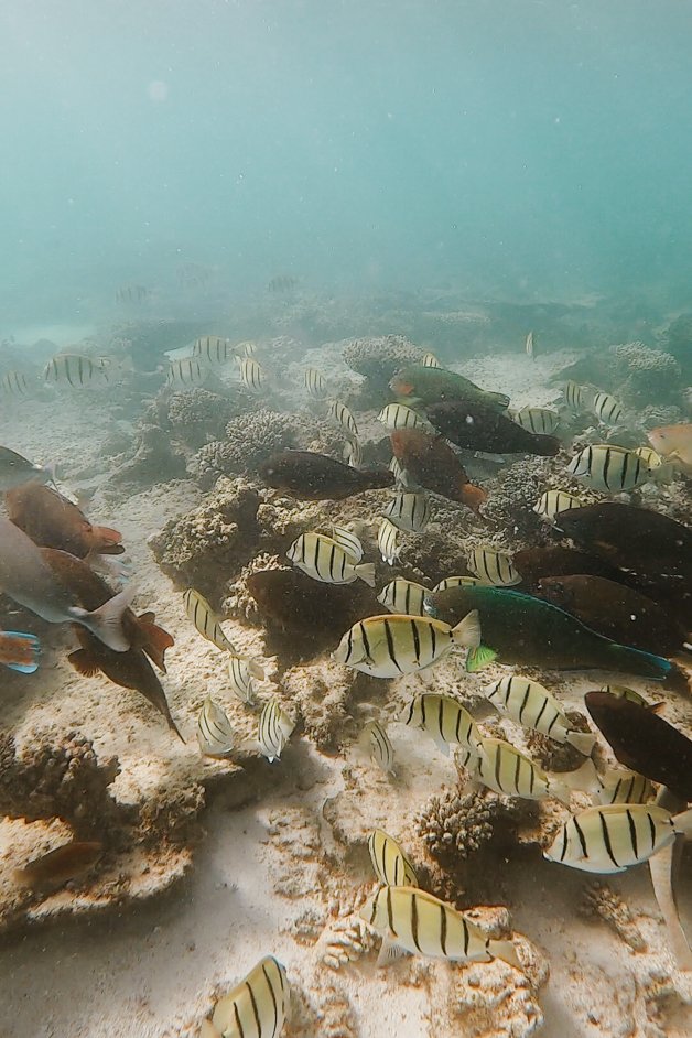 jana meerman oyster stacks snorkeling exmouth australia-01