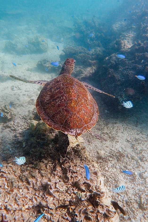 jana meerman oyster stacks snorkeling exmouth australia-01