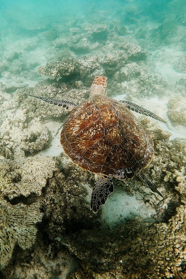 jana meerman oyster stacks snorkeling exmouth australia-01