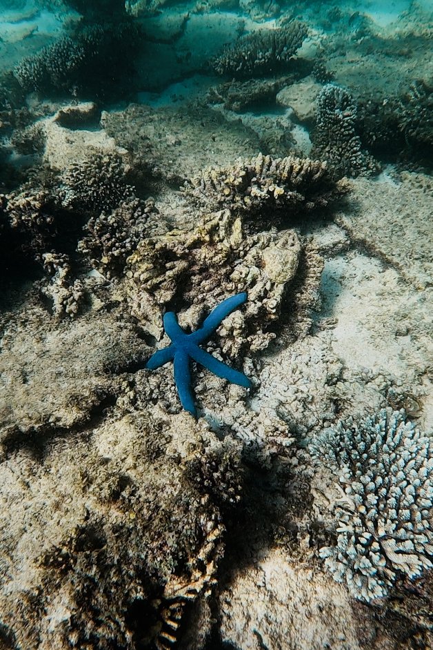 jana meerman oyster stacks snorkeling exmouth australia-01