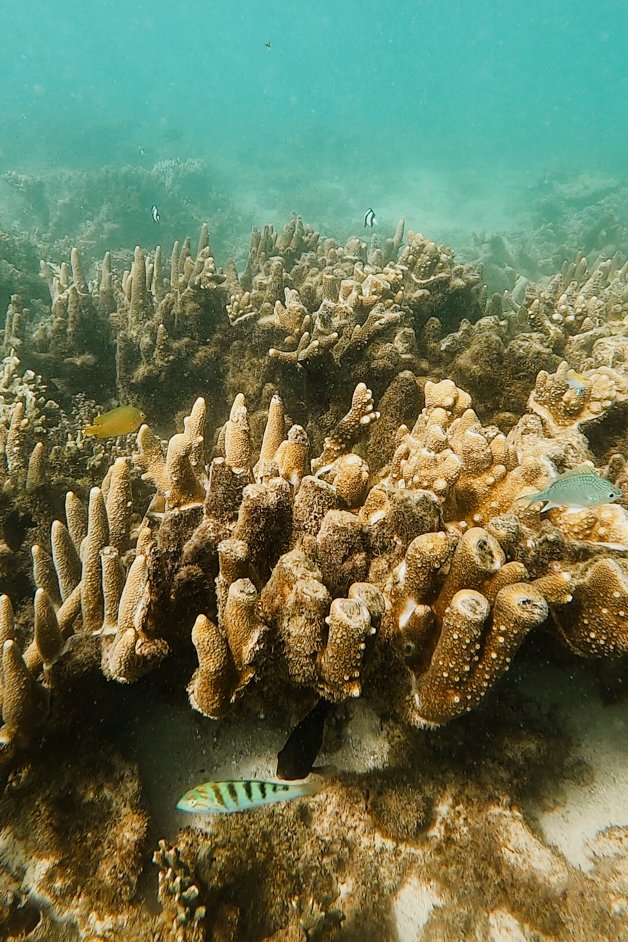 jana meerman oyster stacks snorkeling exmouth australia-01