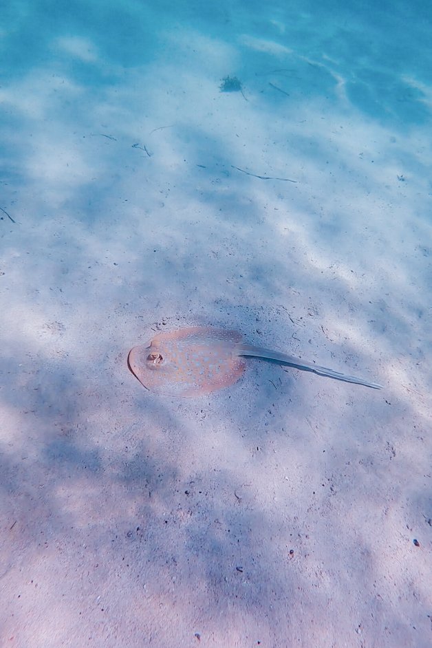 jana meerman oyster stacks snorkeling exmouth australia-01