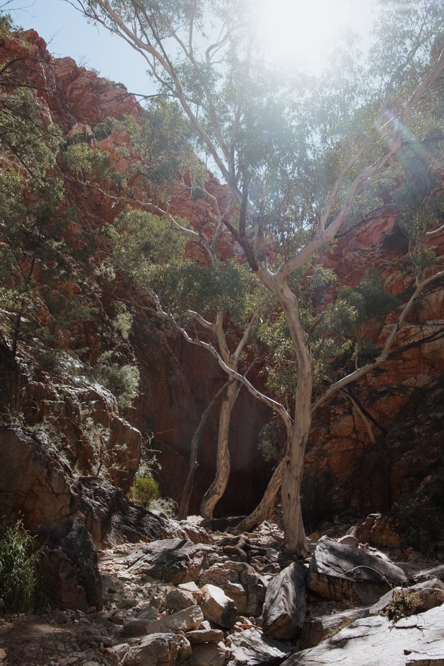 jana meerman tjoritja - west macdonnell national park australia-009