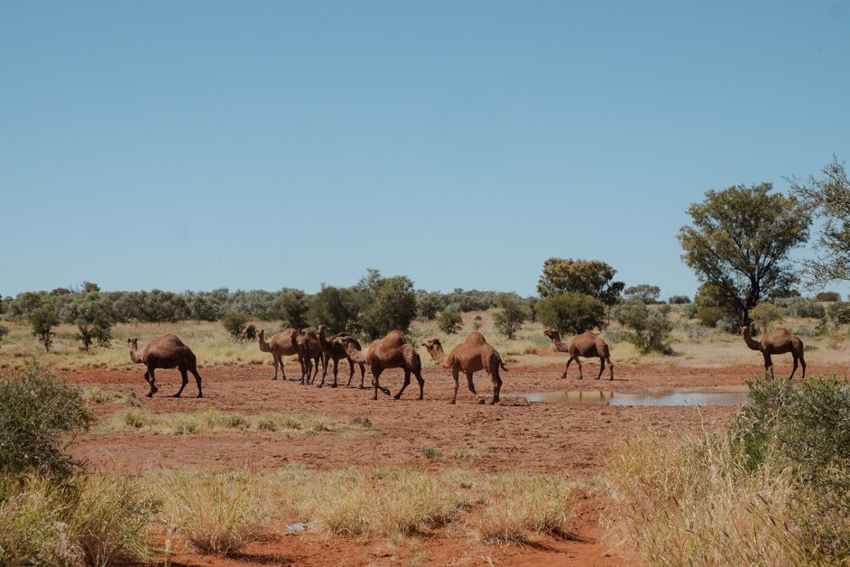 jana meerman tjoritja - west macdonnell national park australia-122