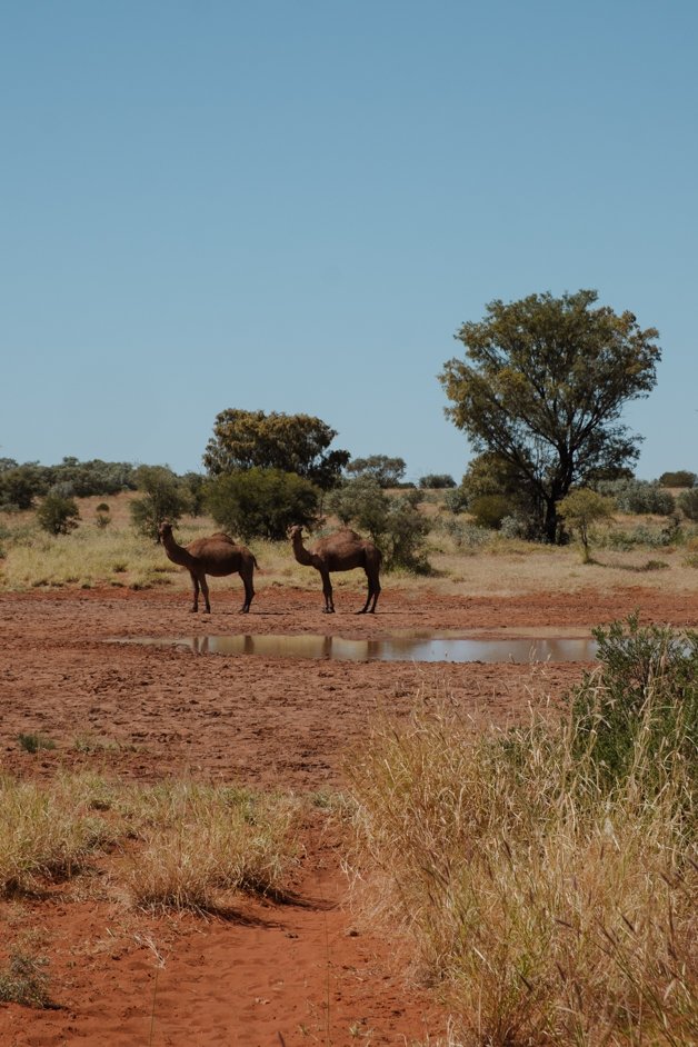 jana meerman tjoritja - west macdonnell national park australia-122