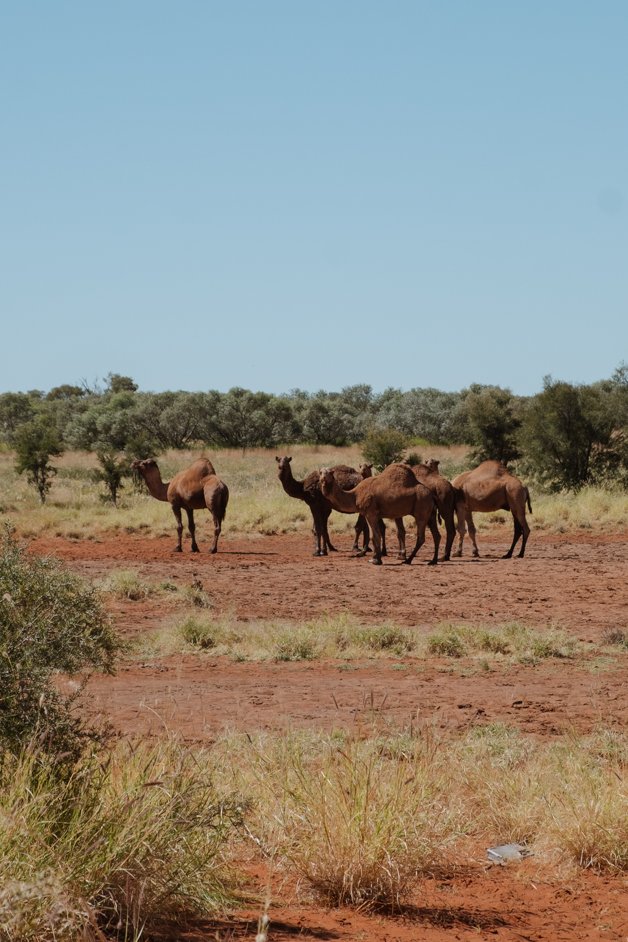 jana meerman tjoritja - west macdonnell national park australia-122