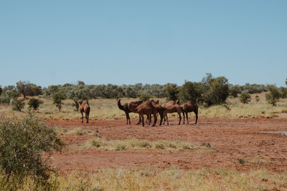 jana meerman tjoritja - west macdonnell national park australia-122