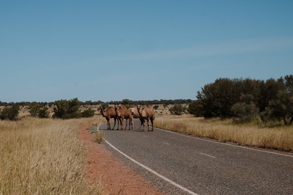 jana meerman tjoritja - west macdonnell national park australia-122