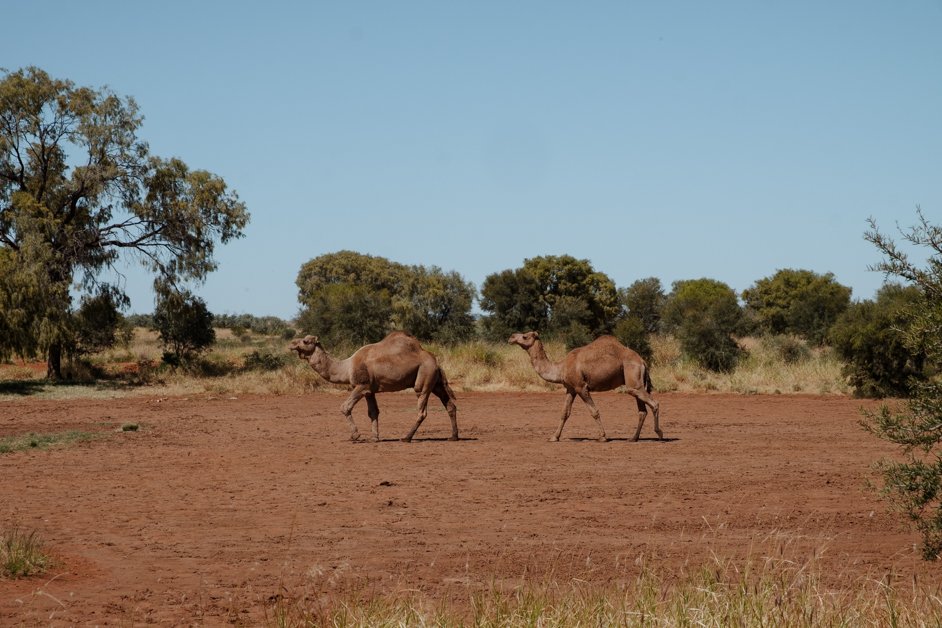 jana meerman tjoritja - west macdonnell national park australia-122