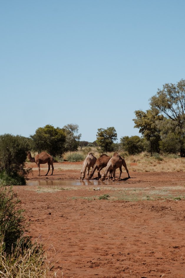 jana meerman tjoritja - west macdonnell national park australia-122