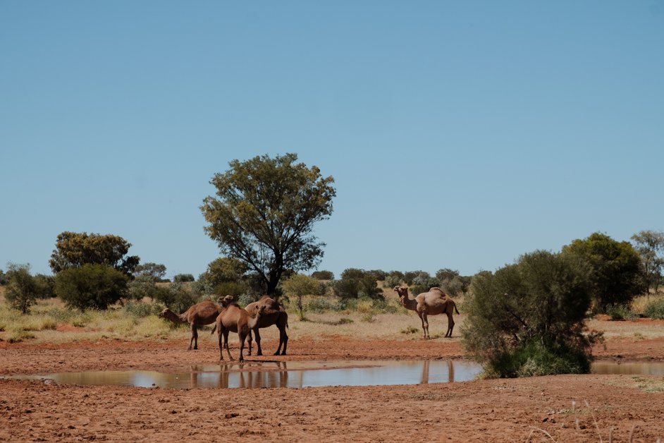 jana meerman tjoritja - west macdonnell national park australia-122
