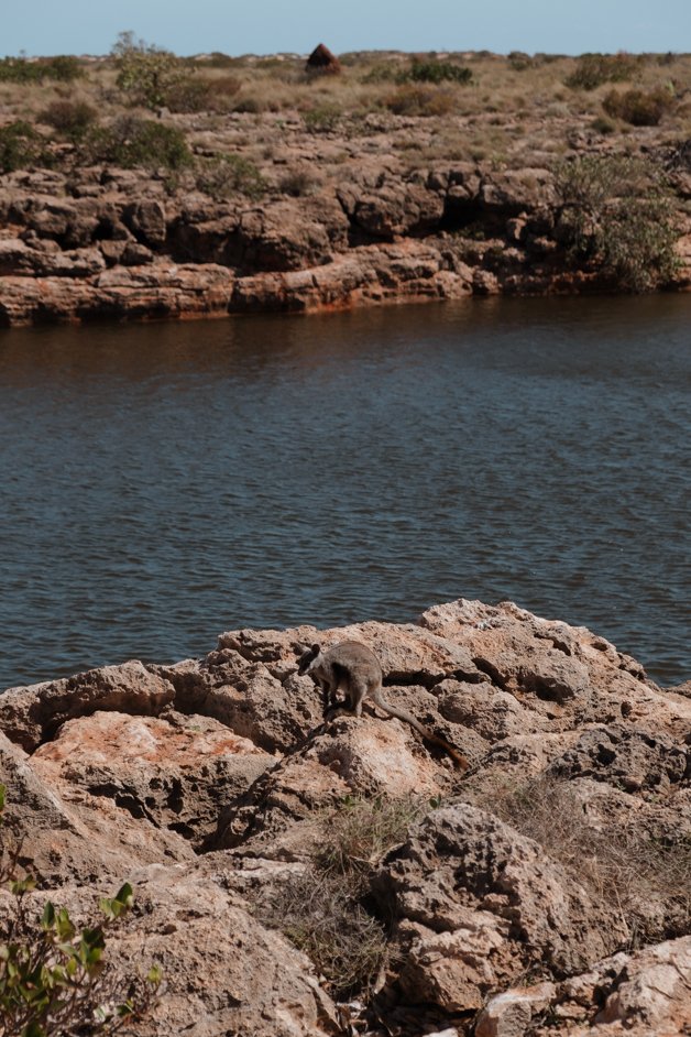 jana meerman yardie creek nature trail exmouth australia-1