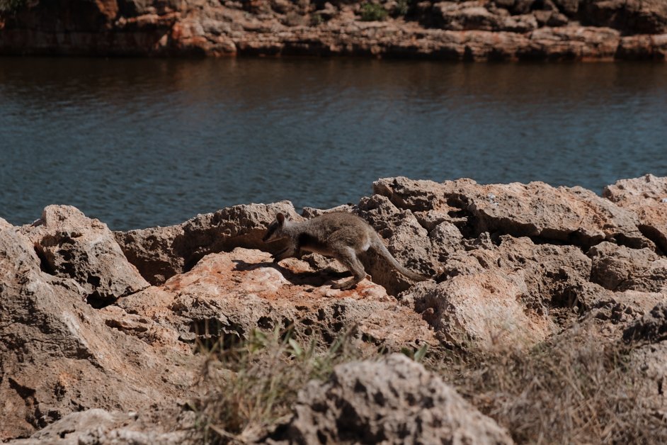 jana meerman yardie creek nature trail exmouth australia-1
