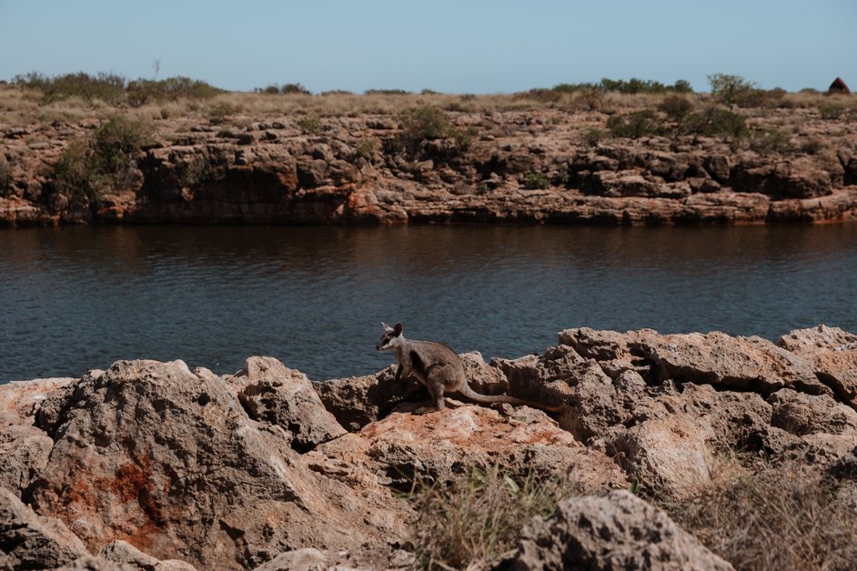 jana meerman yardie creek nature trail exmouth australia-1
