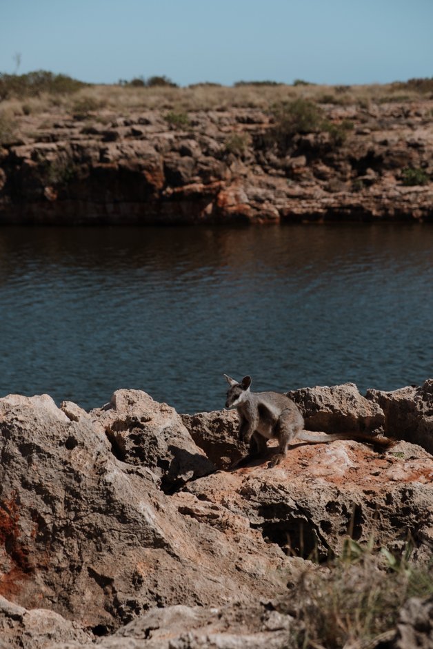 jana meerman yardie creek nature trail exmouth australia-1