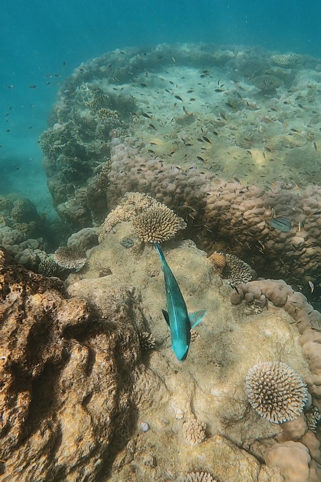 jana meerman blue pearl bay snorkeling whitsundays australia-9