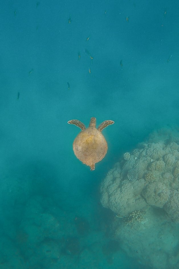 jana meerman blue pearl bay snorkeling whitsundays australia-12