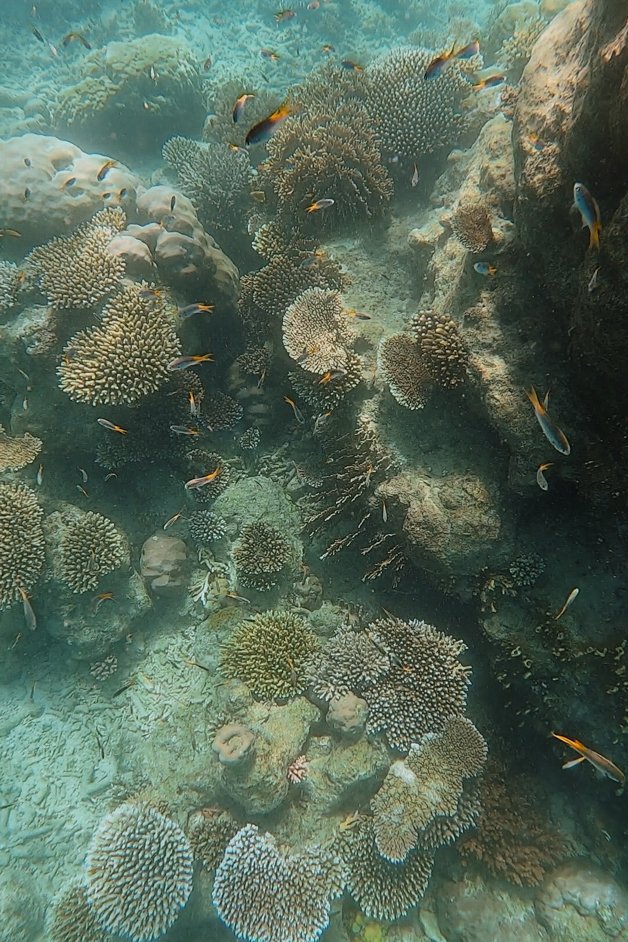 jana meerman blue pearl bay snorkeling whitsundays australia-9