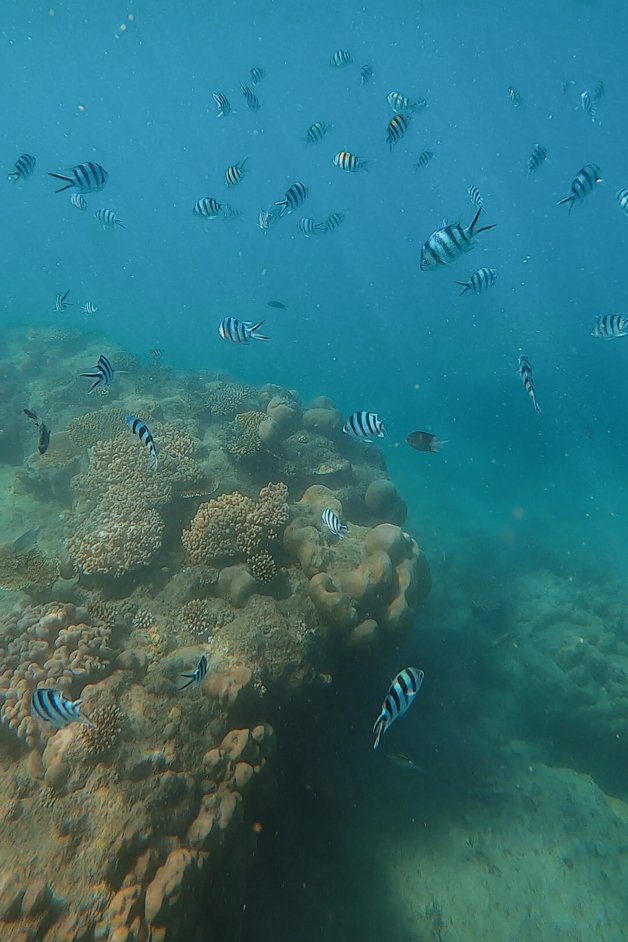 jana meerman blue pearl bay snorkeling whitsundays australia-9