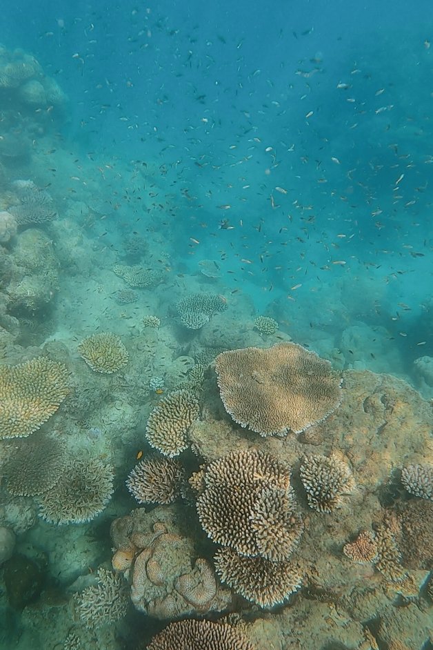 jana meerman blue pearl bay snorkeling whitsundays australia-9