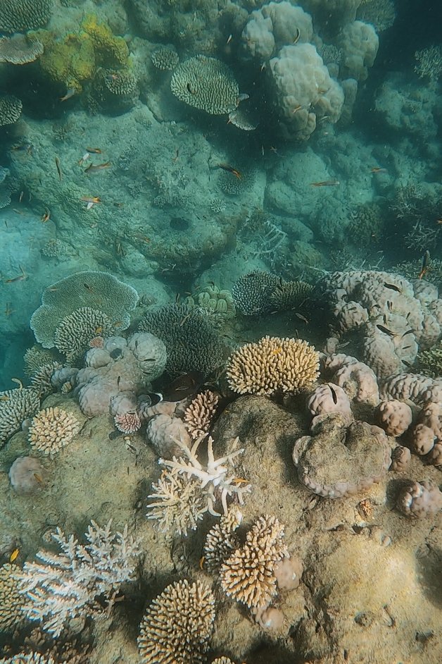 jana meerman blue pearl bay snorkeling whitsundays australia-9