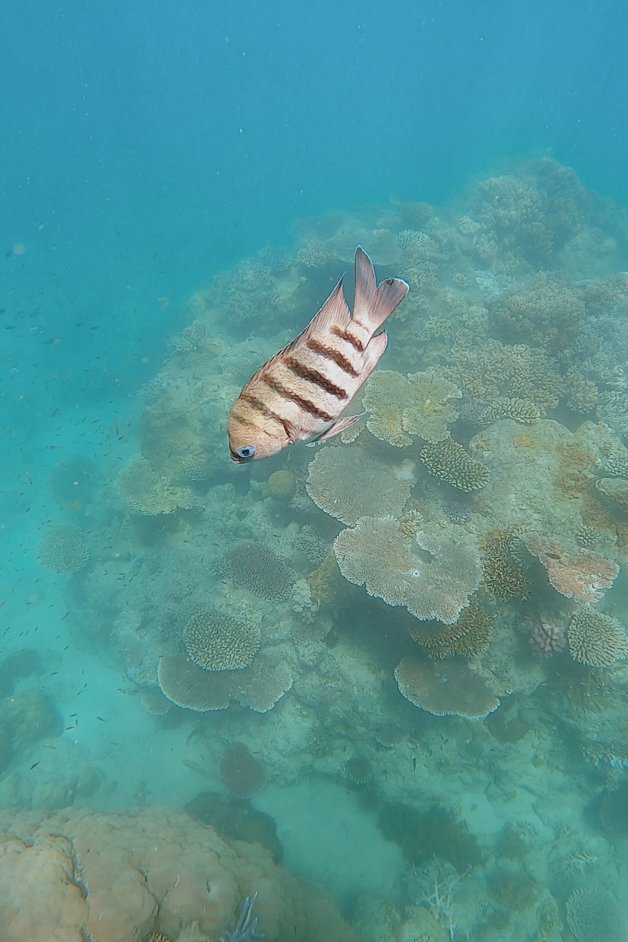 jana meerman blue pearl bay snorkeling whitsundays australia-9