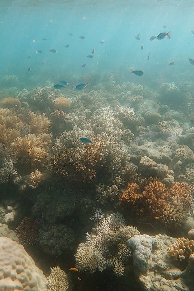 jana meerman cockatoo point snorkeling whitsundays australia-2