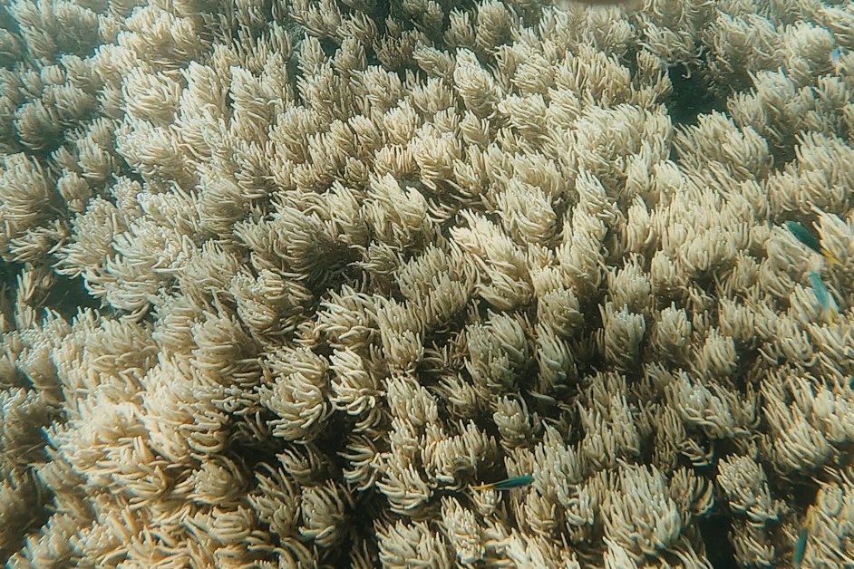jana meerman cockatoo point snorkeling whitsundays australia-2