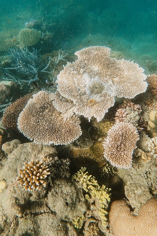 jana meerman cockatoo point snorkeling whitsundays australia-13