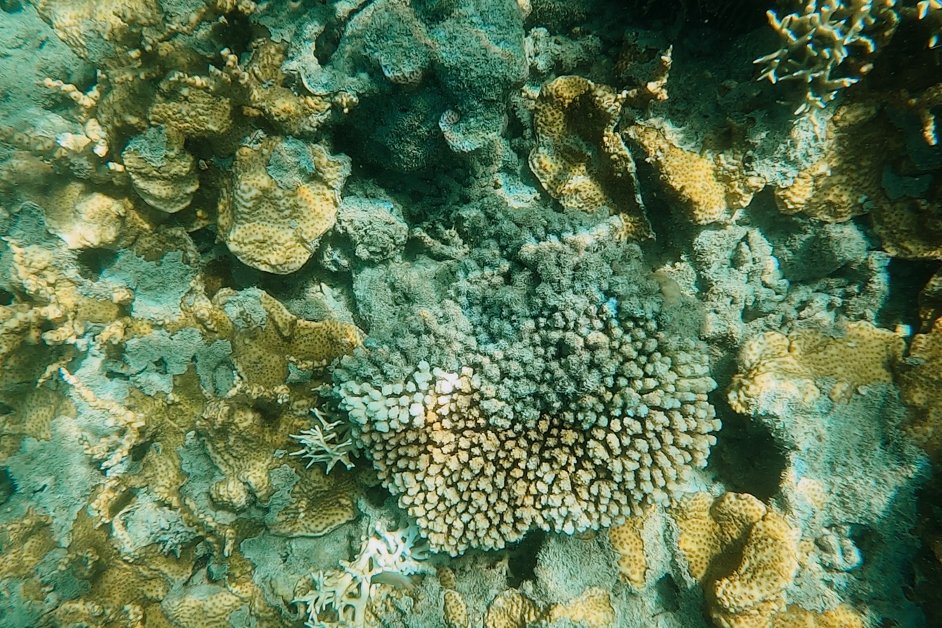 jana meerman cockatoo point snorkeling whitsundays australia-2