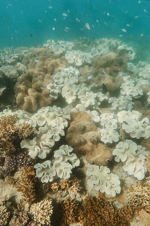 jana meerman cockatoo point snorkeling whitsundays australia-2