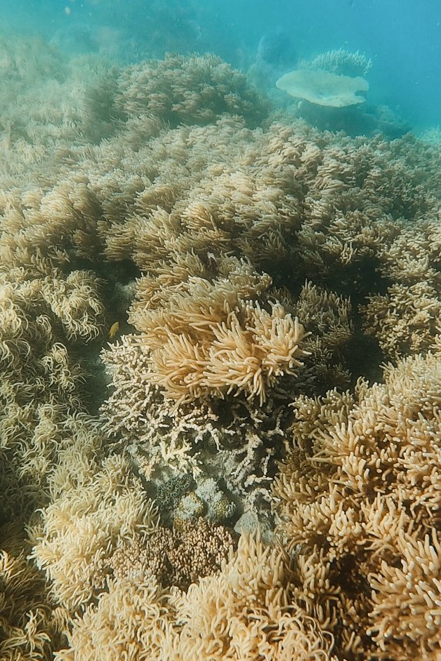 jana meerman cockatoo point snorkeling whitsundays australia-2