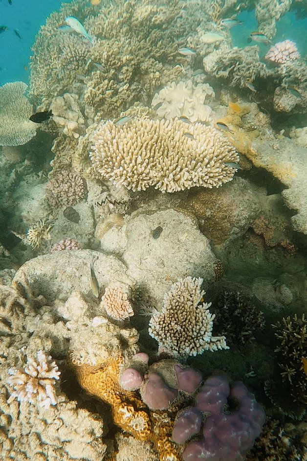 jana meerman cockatoo point snorkeling whitsundays australia-2
