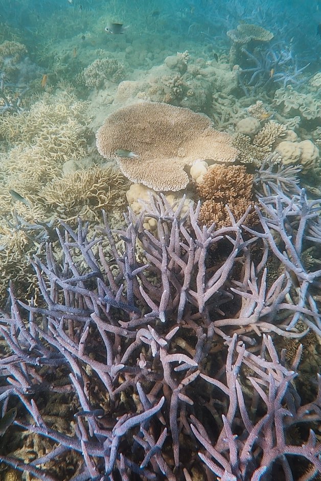 jana meerman cockatoo point snorkeling whitsundays australia-2