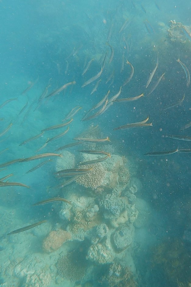 jana meerman cockatoo point snorkeling whitsundays australia-2