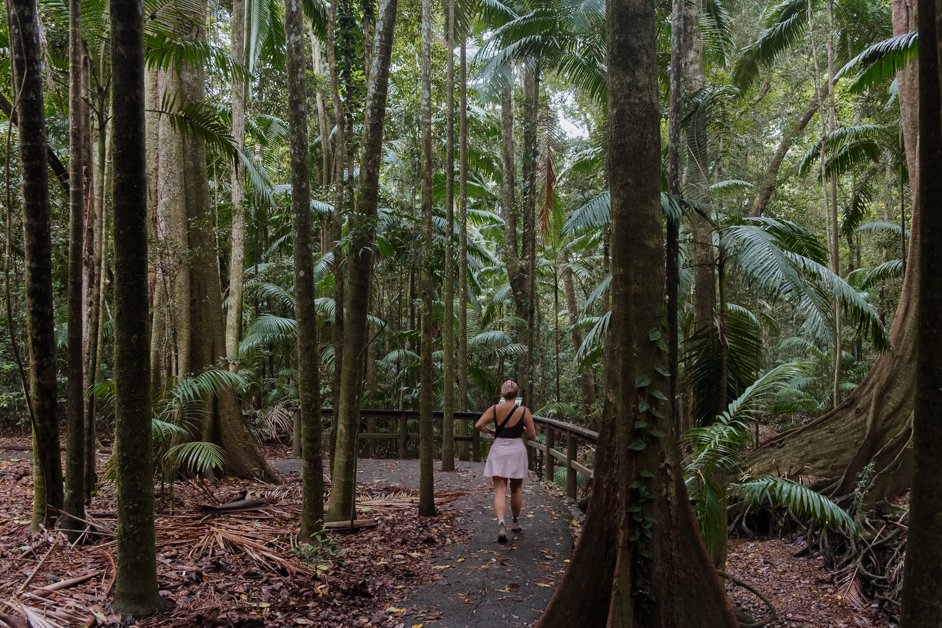 Fig Tree Walk in Imbil State Forest, Australia