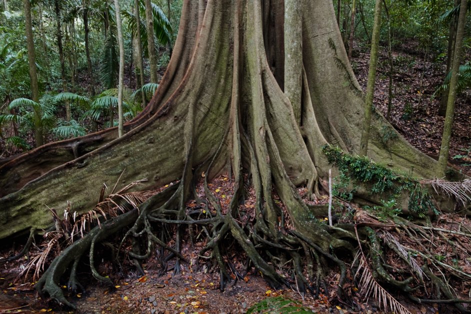 jana meerman fig tree walk imbil state forest sunshine coast australia-4